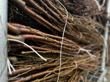 Sprzedam drzewka owocowe