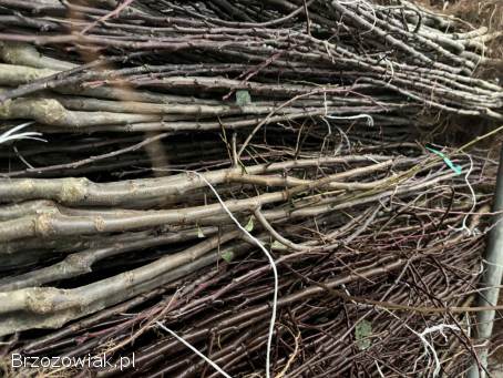 Sprzedam drzewka owocowe